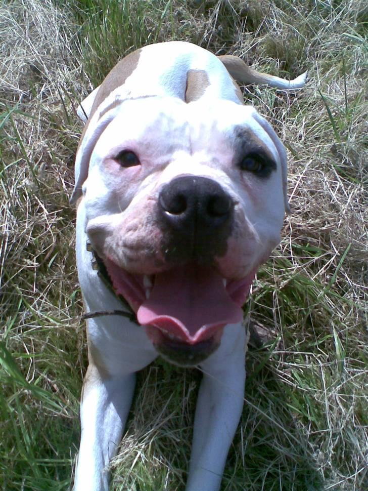 Amerikansk bulldog Rex billede 10