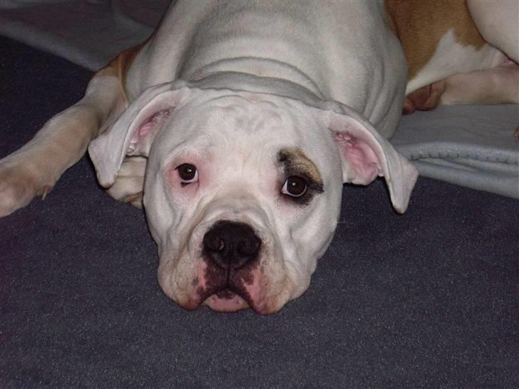 Amerikansk bulldog Rex - Det kan fakisk godt være hårdt at være hund .. :o) billede 11