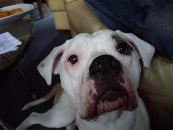 Amerikansk bulldog Rex - Hmm .. Gad vide hva han tænker ?? billede 12