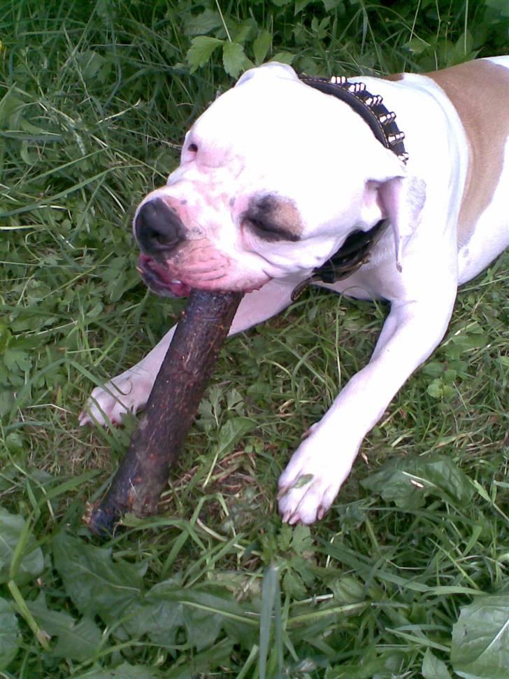 Amerikansk bulldog Rex billede 13