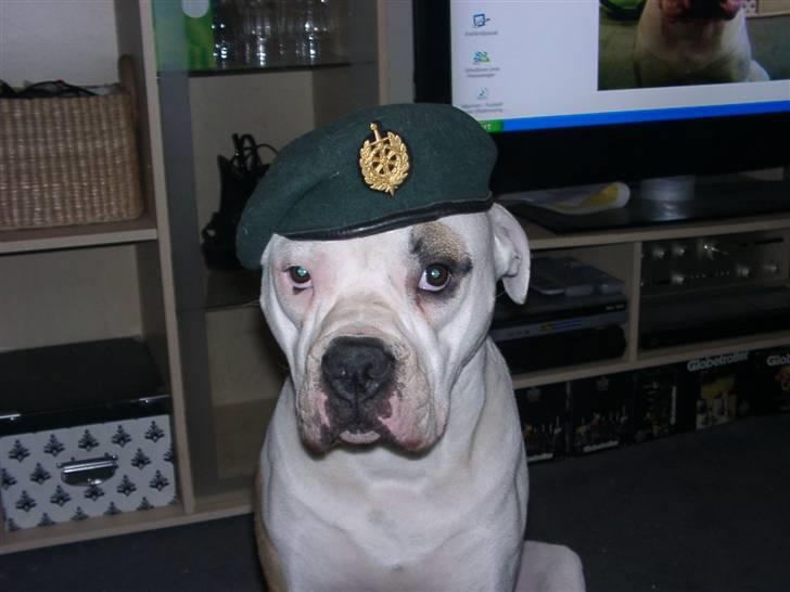 Amerikansk bulldog Rex - Mors lille soldat :o) billede 14