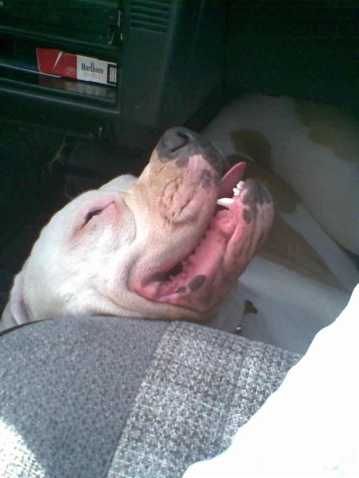 Amerikansk bulldog Rex - Træt .. :o) billede 15