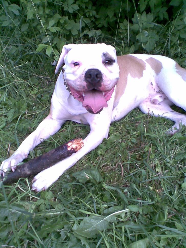 Amerikansk bulldog Rex billede 16