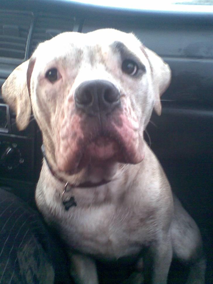 Amerikansk bulldog Rex - træt og MEGET beskidt :) billede 17