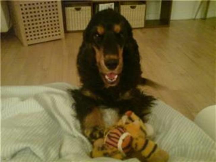 Cocker spaniel Chili billede 15