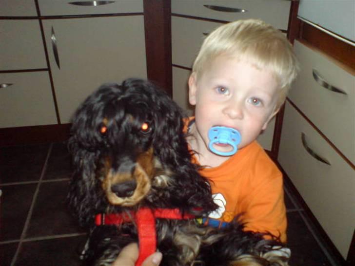 Cocker spaniel Chili billede 16