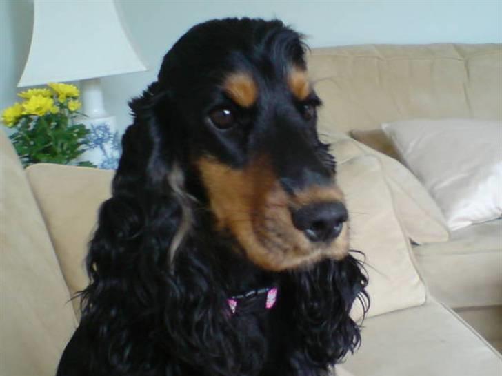 Cocker spaniel Chili billede 17