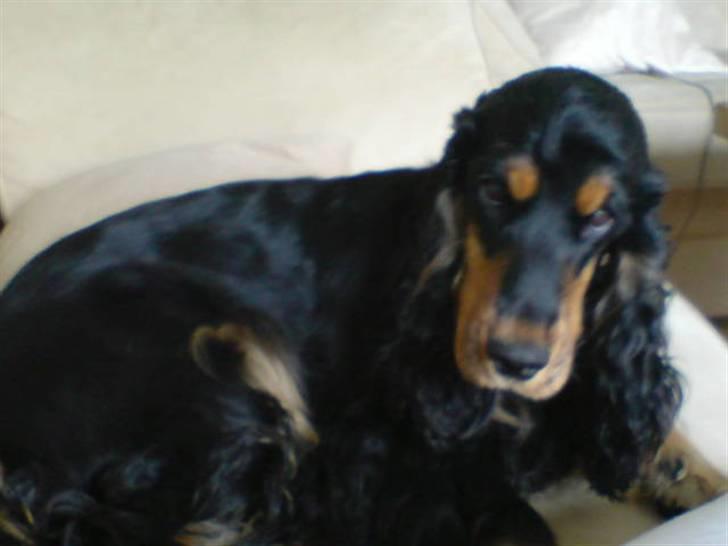 Cocker spaniel Chili billede 18