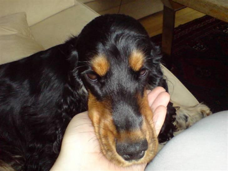 Cocker spaniel Chili billede 19