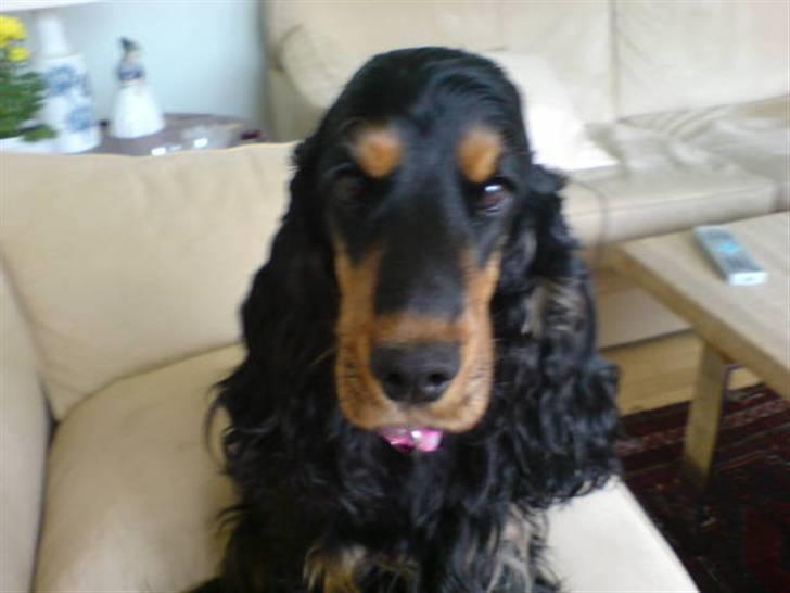 Cocker spaniel Chili billede 20