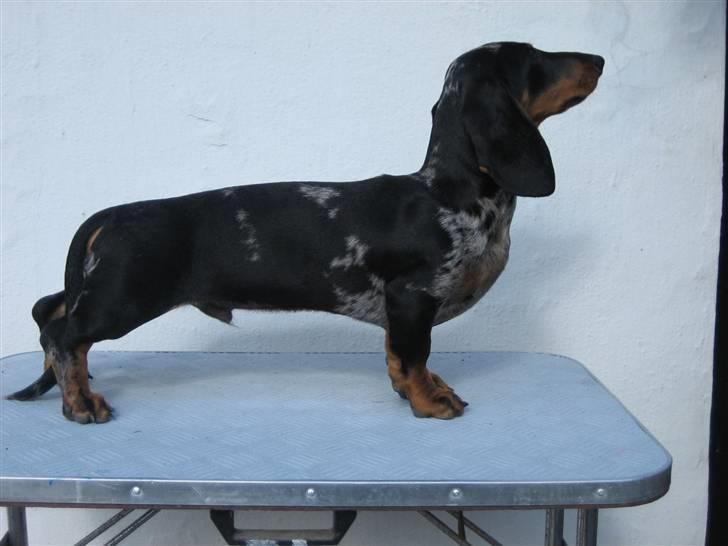 Gravhund Punch - Se jeg kan stå flot billede 4