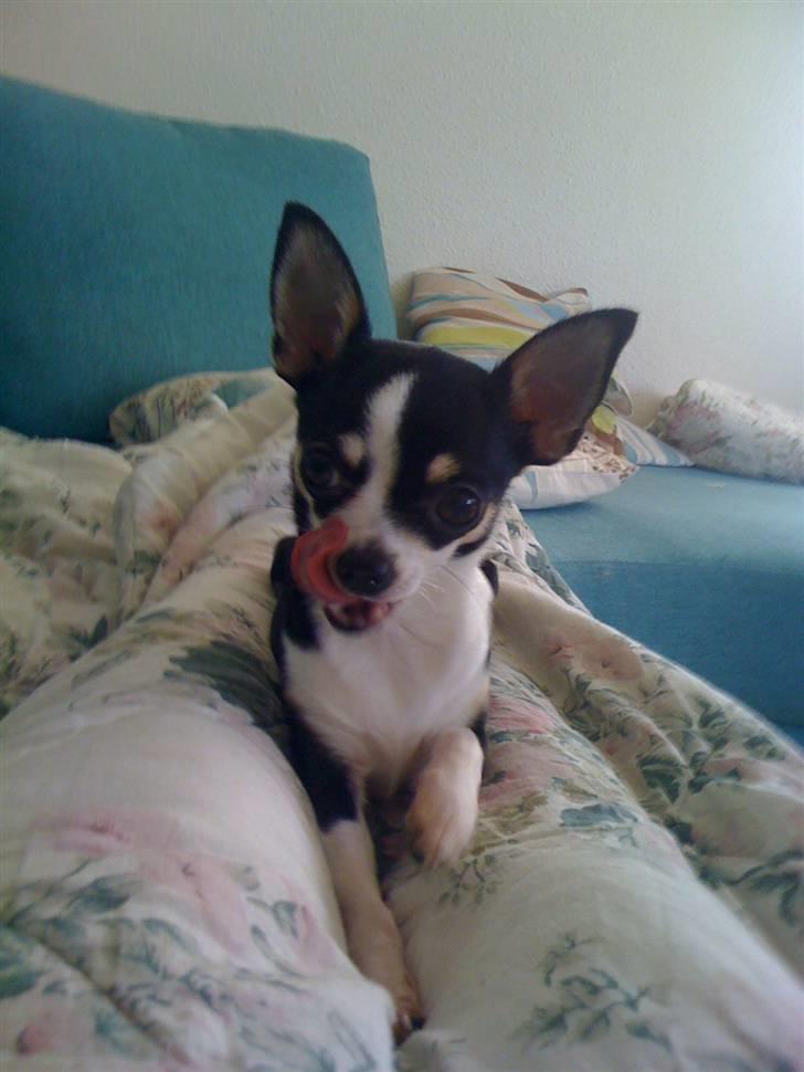 Chihuahua Nynne  - Her er jeg så 8 uger gammel- billede 1