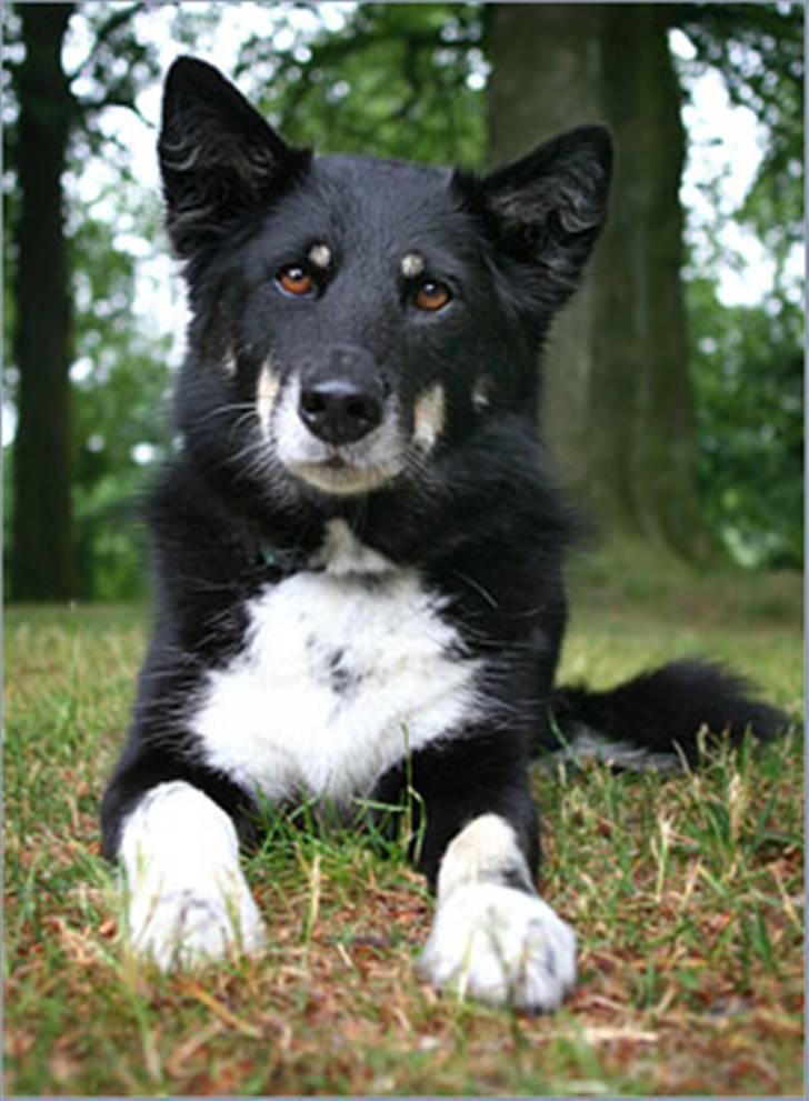 Finsk hyrdehund Petra - Hej venner billede 9