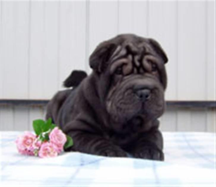 Shar pei Jytte billede 6