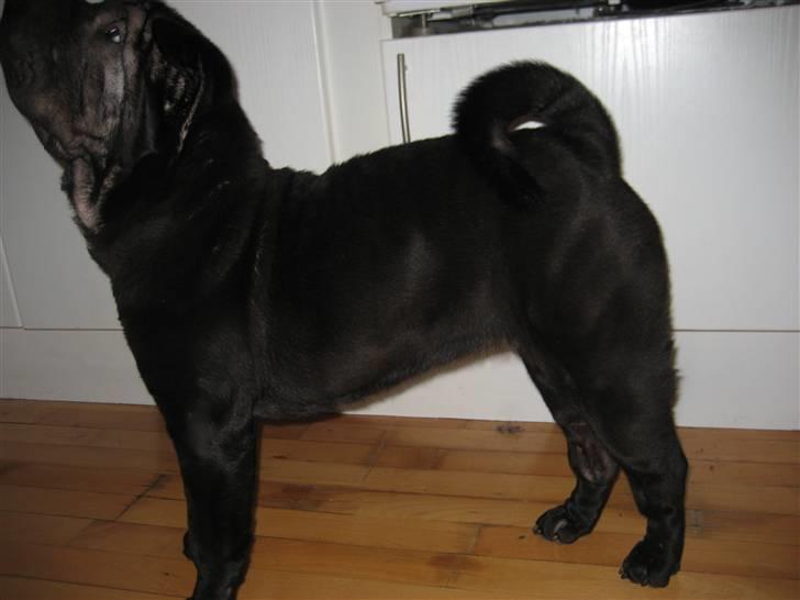 Shar pei Jytte billede 7