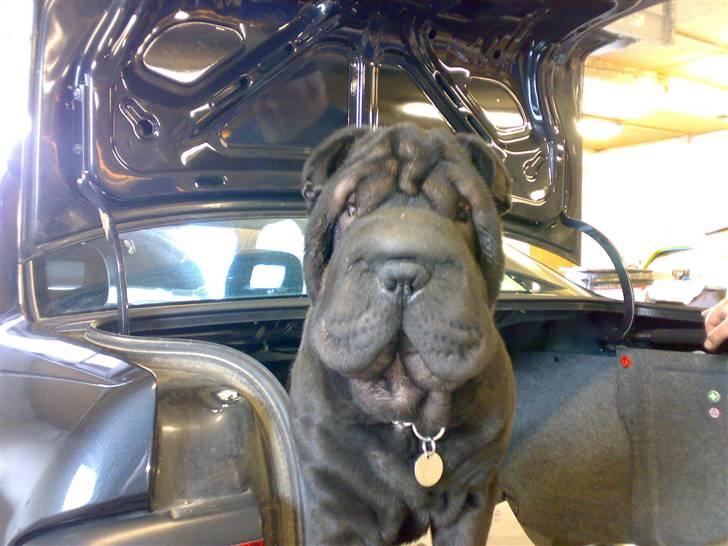 Shar pei Jytte billede 8