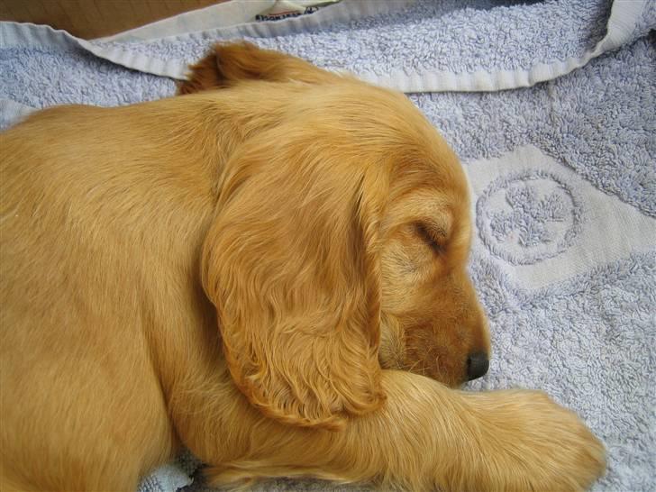 Cocker spaniel Armani billede 6