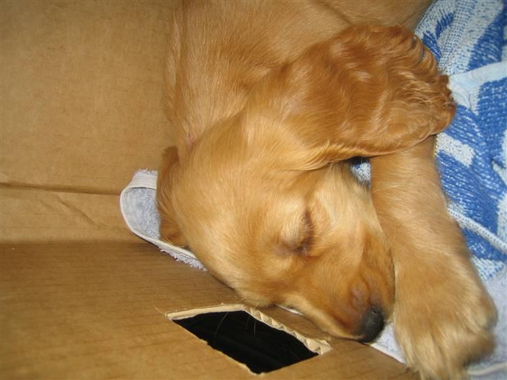 Cocker spaniel Armani - Jeg er lige blevet afhentet af min nye menneske mor og far, føler mig allerede tryg hos dem:-) billede 7