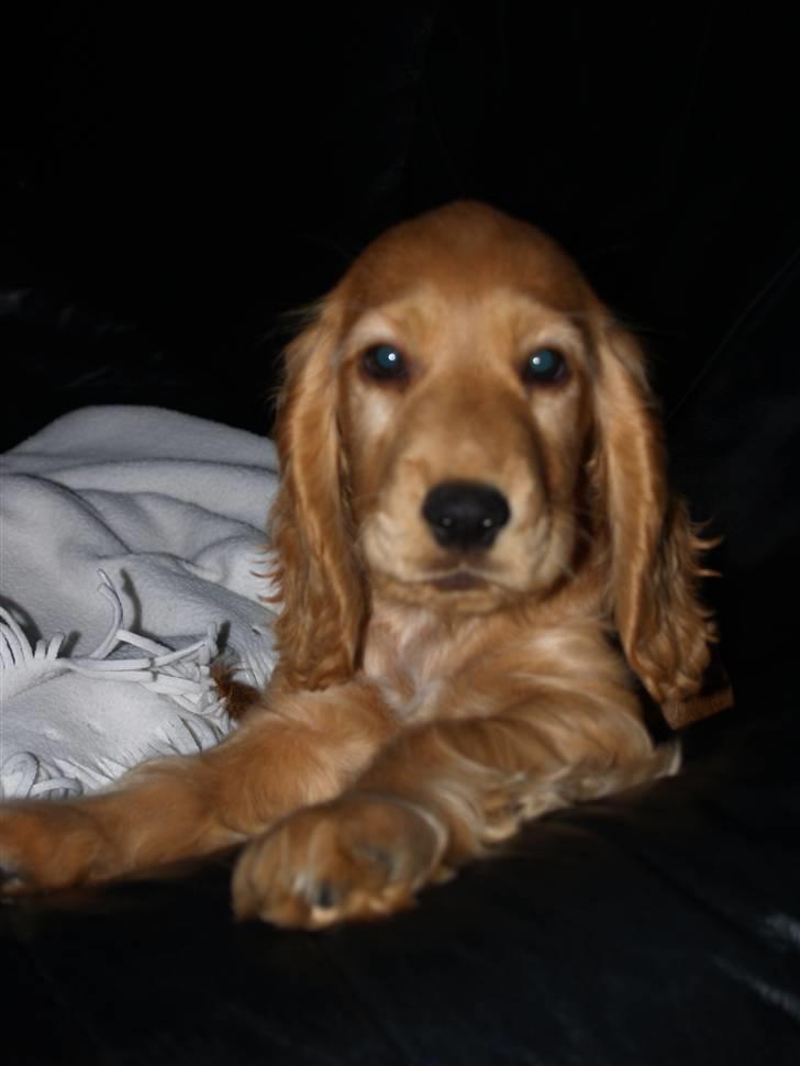 Cocker spaniel Armani billede 9