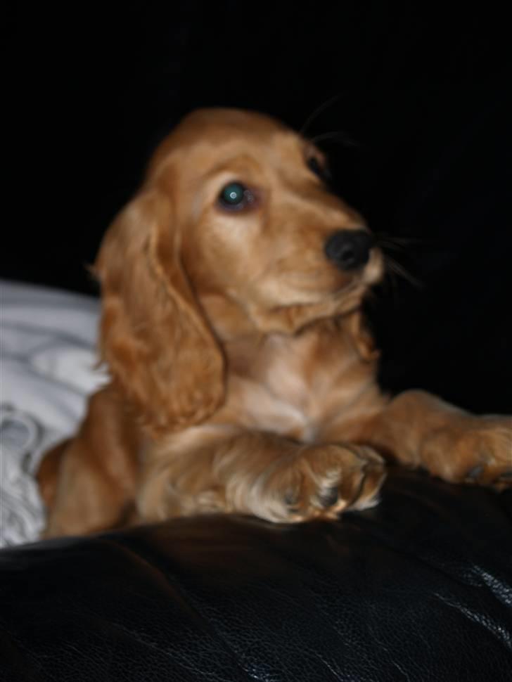Cocker spaniel Armani billede 10