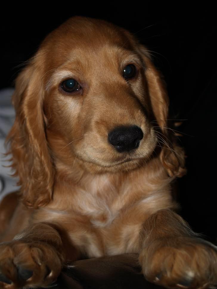 Cocker spaniel Armani billede 11