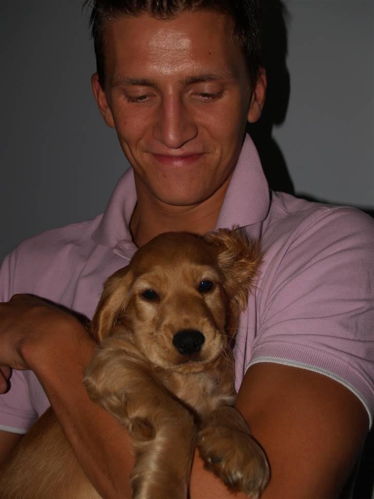 Cocker spaniel Armani billede 12