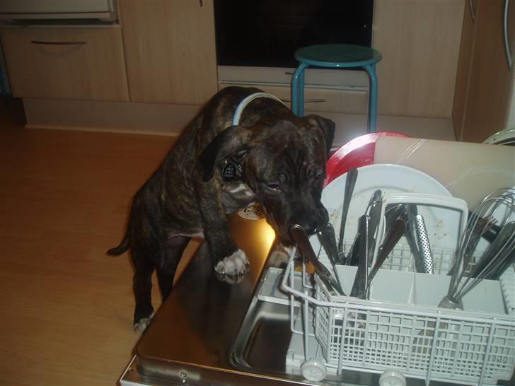 Amerikansk staffordshire terrier Carlos - Når man åbner opvaskeren kommer Carlos straks billede 2