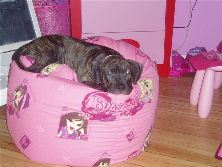 Amerikansk staffordshire terrier Carlos - Carlos sover i Emmas sækkestol billede 3