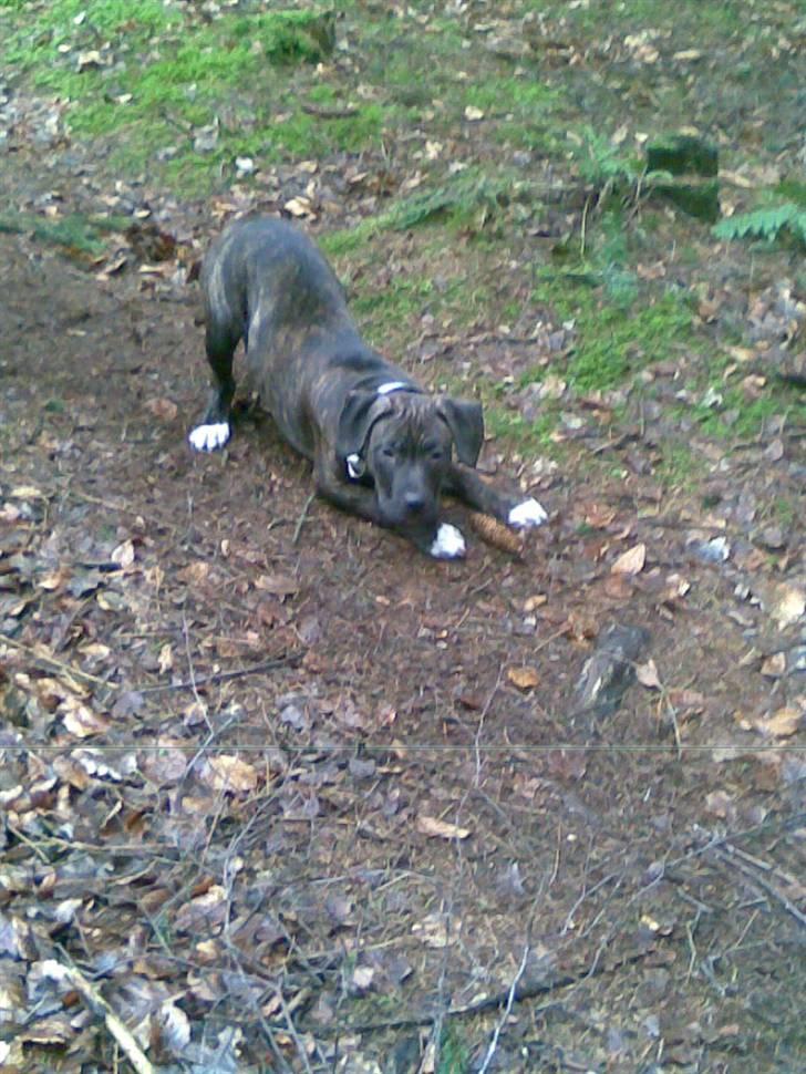 Amerikansk staffordshire terrier Carlos - Carlos i skoven billede 4