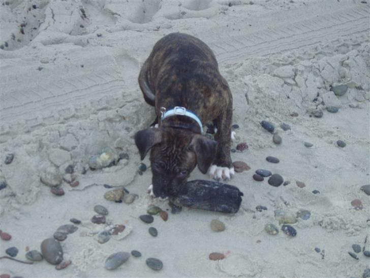 Amerikansk staffordshire terrier Carlos - På stranden i skagen billede 5