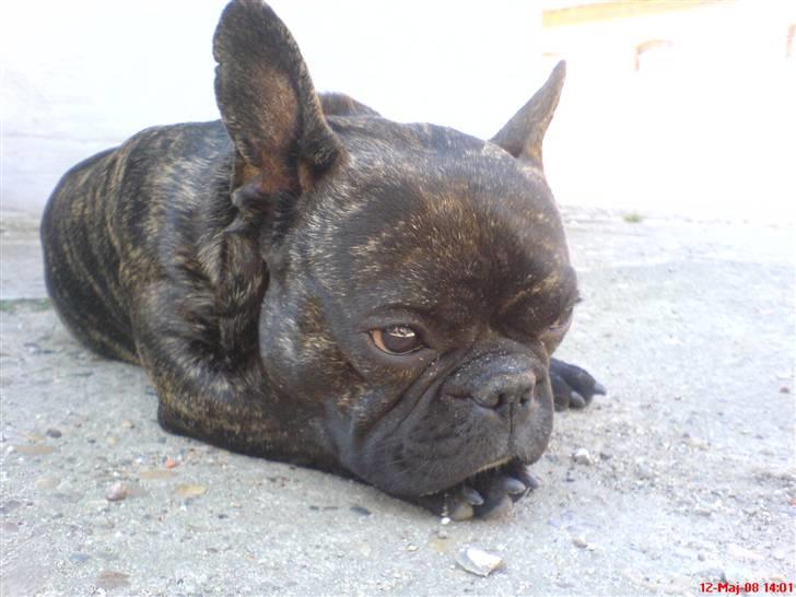 Fransk bulldog Joey billede 19