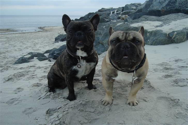 Fransk bulldog Joey billede 20