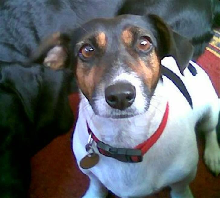 Dansk svensk gaardhund  Bella  billede 12