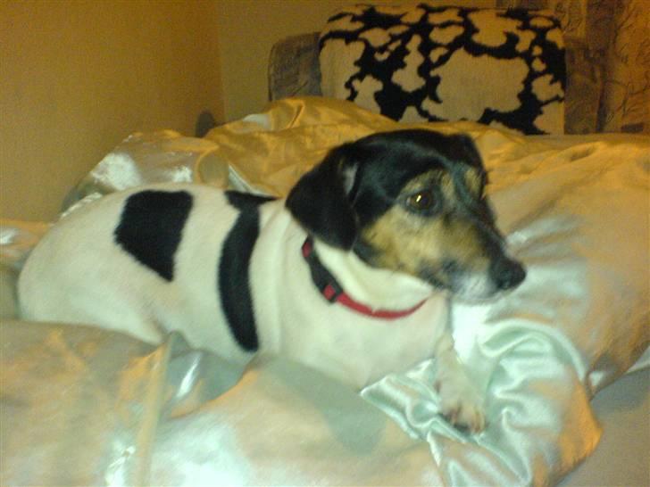 Dansk svensk gaardhund  Bella  billede 13