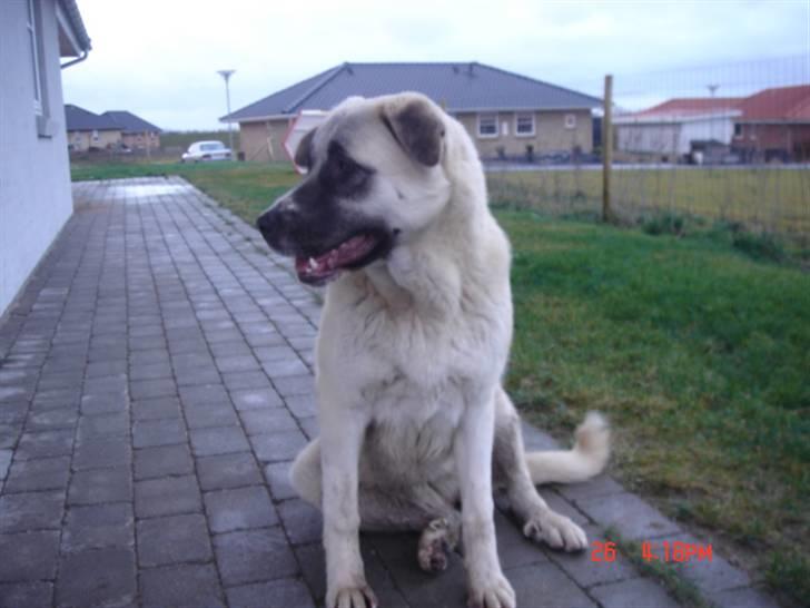 Kangal lady billede 7