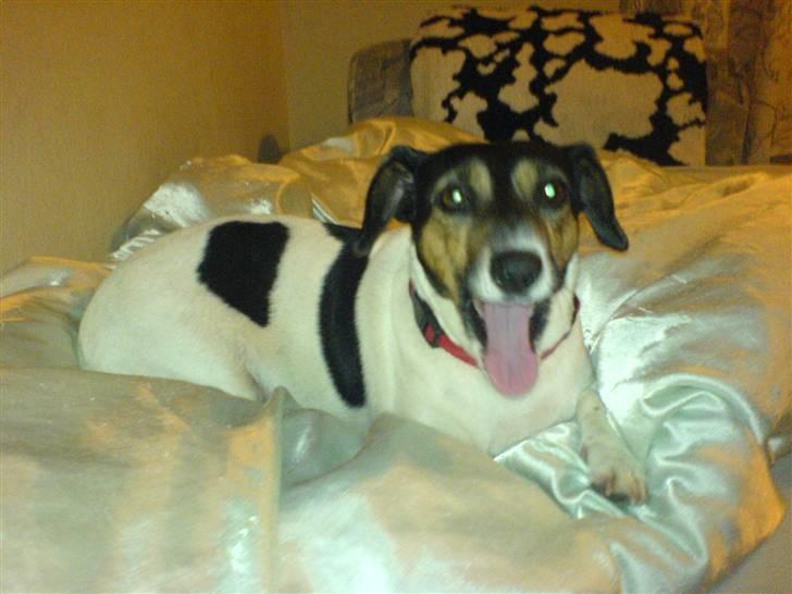 Dansk svensk gaardhund  Bella  billede 14