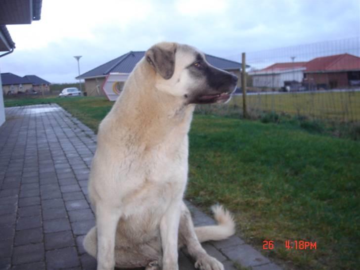 Kangal lady billede 8
