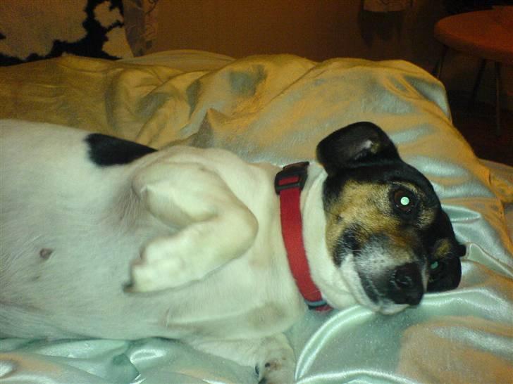 Dansk svensk gaardhund  Bella  billede 15