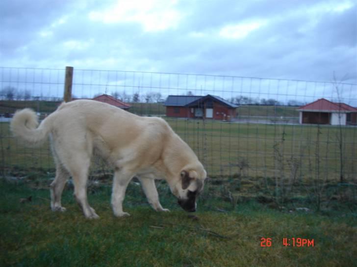 Kangal lady billede 9