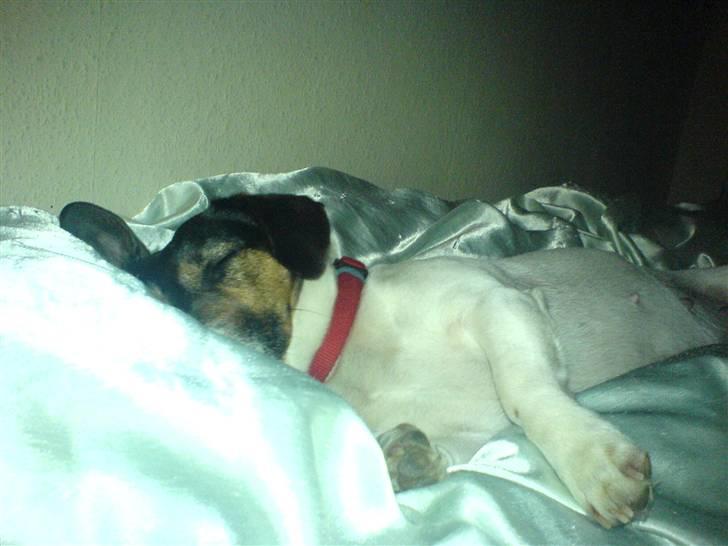 Dansk svensk gaardhund  Bella  billede 16