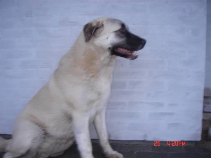 Kangal lady - 8mdr billede 11