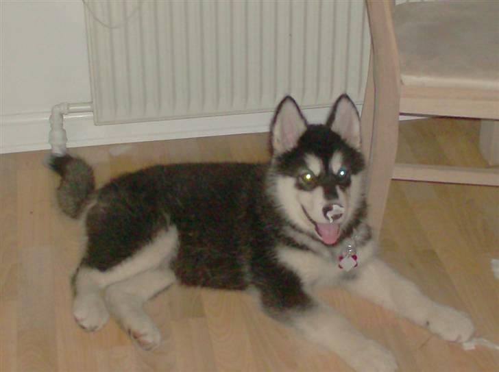 Alaskan malamute spike billede 6