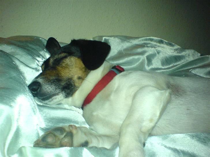 Dansk svensk gaardhund  Bella  billede 17