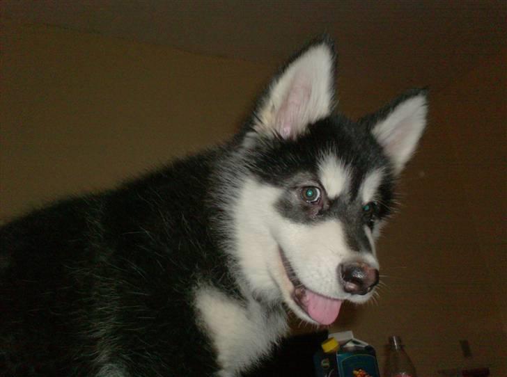 Alaskan malamute spike billede 7