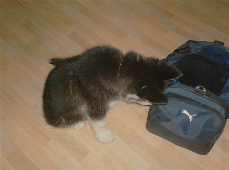 Alaskan malamute spike billede 8