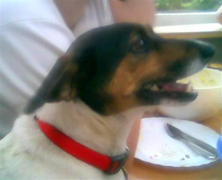 Dansk svensk gaardhund  Bella  billede 18