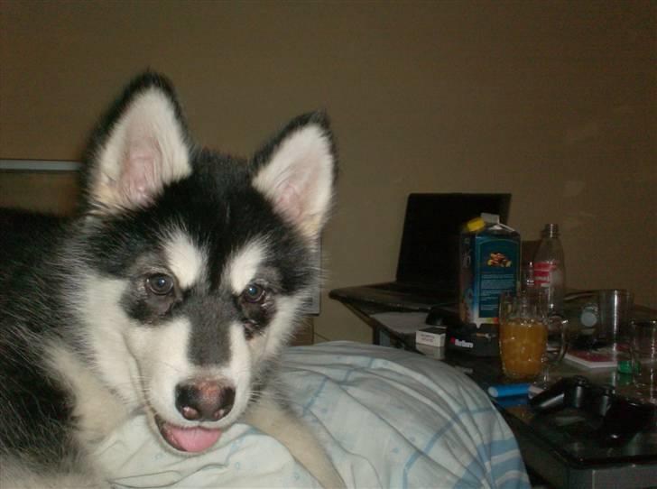 Alaskan malamute spike billede 9