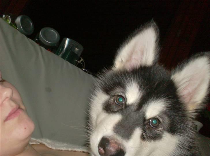 Alaskan malamute spike billede 10