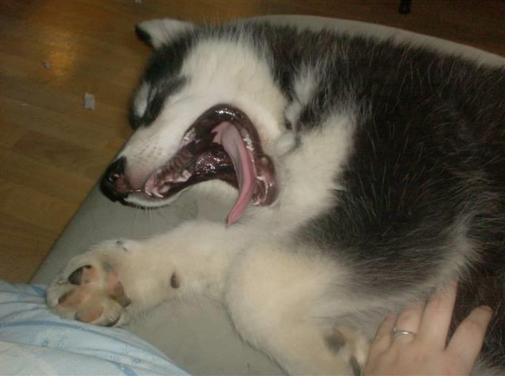 Alaskan malamute spike billede 11