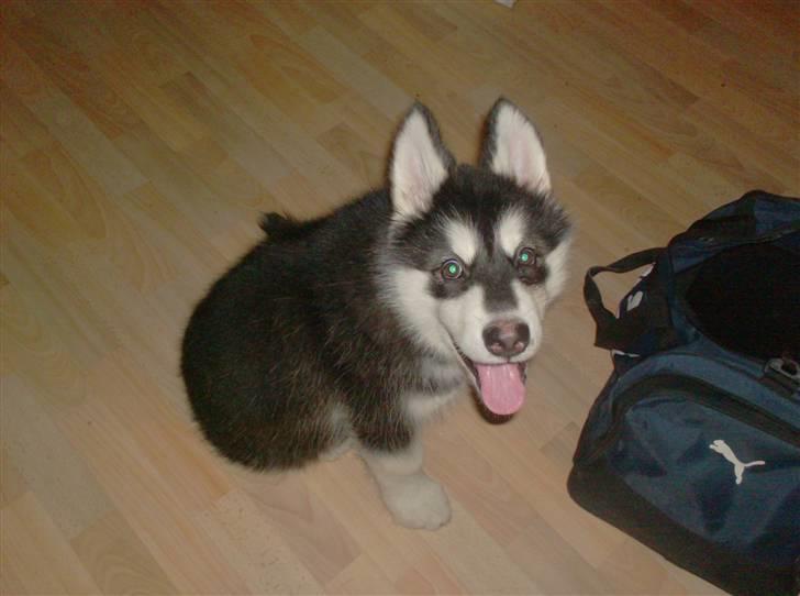Alaskan malamute spike billede 12